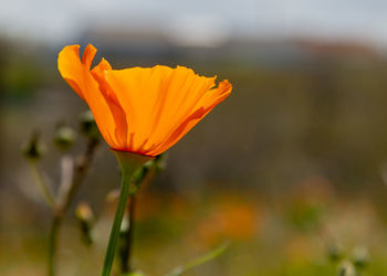 Close-up of orange flower