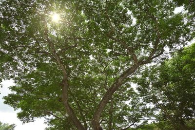 Low angle view of trees against sky