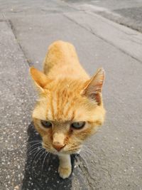 High angle view of cat on street