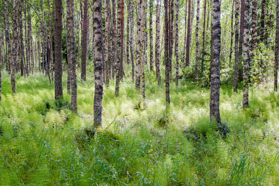 Pine trees in forest