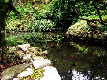 Scenic view of lake in forest