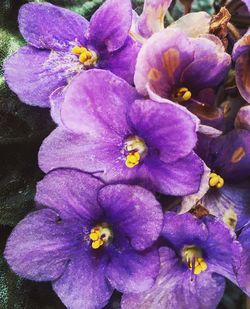 Close-up of purple flowers