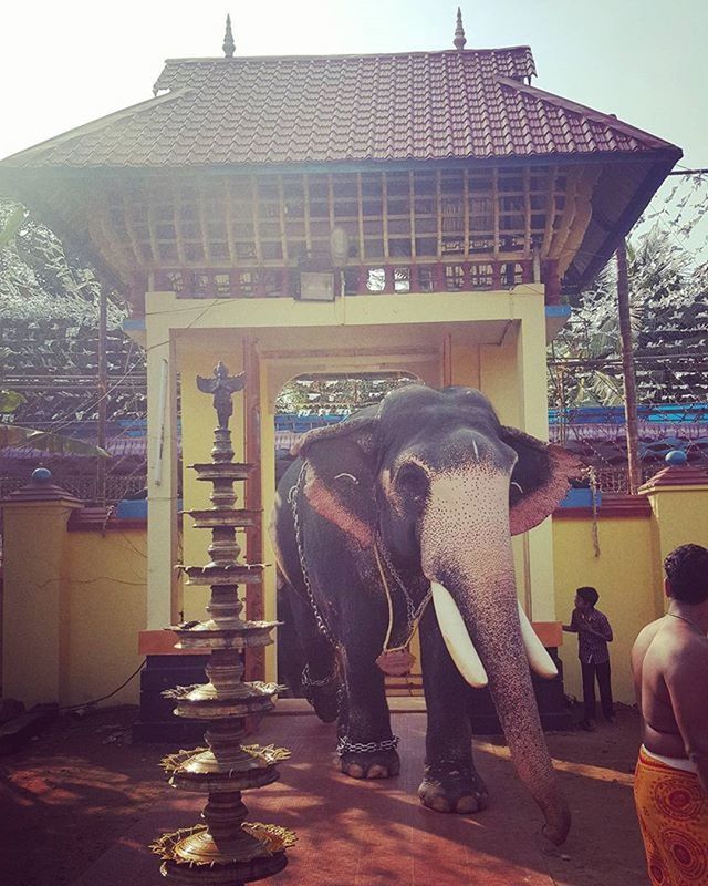 Elephantsofinstagram