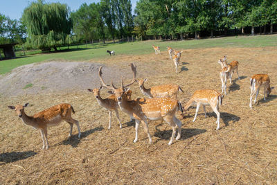 Red deer or european deer. a herd of deer and roe deer by the lake - image