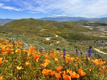 Wildflowers as far as your eyes can see