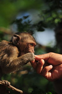 Close-up of hand holding leaf outdoors