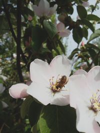 Close-up of white flower blooming on tree