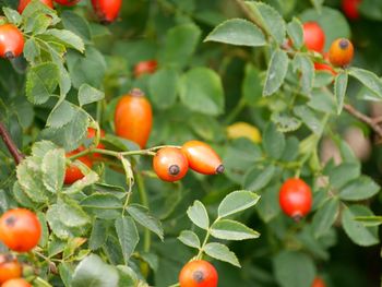 Close-up of tomatoes on tree