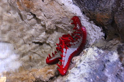 View of starfish on rock