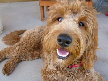 Close-up portrait of dog resting on floor