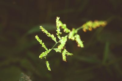 Close-up of plant at night