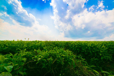 Scenic view of agricultural field against sky