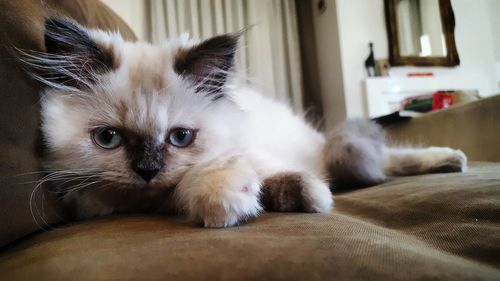 Portrait of cat lying on sofa