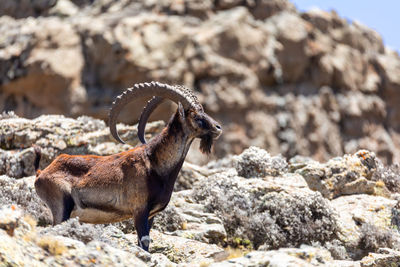 Side view of a reptile on rock