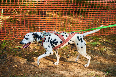 Dryland sled dog mushing race, dalmatian sled dog pulling transport with dog musher, competition