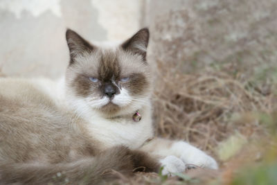 Close-up portrait of a cat