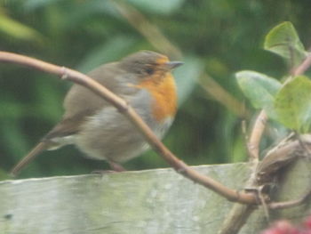 Close-up of bird perching on tree