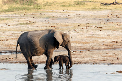 Elephant drinking water in a lake