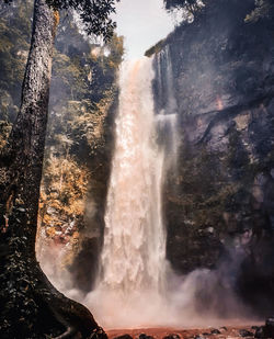 Scenic view of waterfall in forest