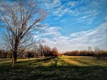 Bare trees on field against sky