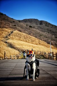 High angle view of dogs on road