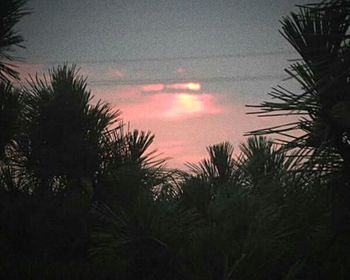 Palm trees at sunset