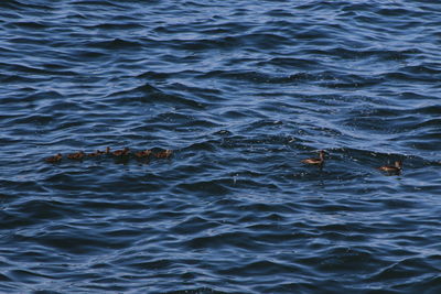 High angle view of duck swimming in sea