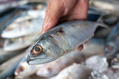 Cropped image of person buying fish in market