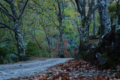 Trees in forest