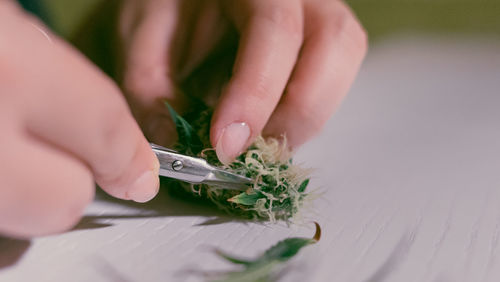 Close-up of hand holding plant