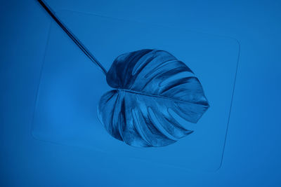 High angle view of leaf against blue background