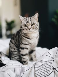 Portrait of cat sitting on bed