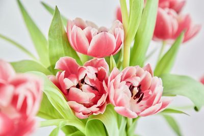 Close-up of pink tulips