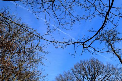 Low angle view of trees against blue sky