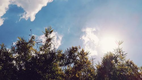 Low angle view of trees against sky