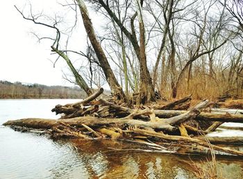 Bare tree by river in forest