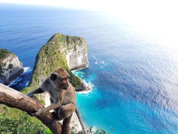 Monkey on rock by sea