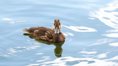 Duck swimming on lake