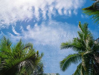 Low angle view of palm trees against sky