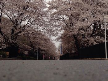 Trees in the dark