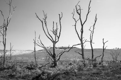 Bare trees on field against clear sky