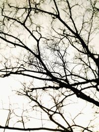 Low angle view of bare tree against sky