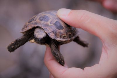 Hand holding a baby tortoise 