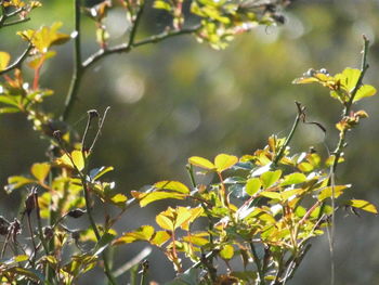 Close-up of insect on yellow flower tree