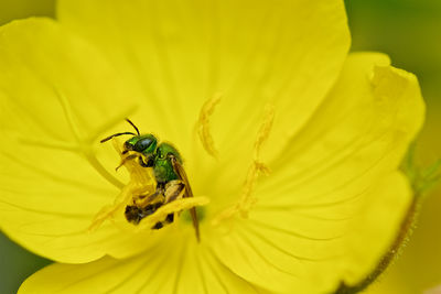 Macro shot of green hornet on yellow flower