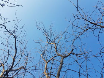 Low angle view of bare tree against clear blue sky