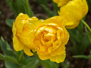 Close-up of yellow flower blooming outdoors