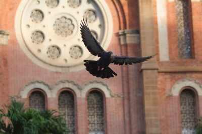 Low angle view of pigeon flying against building