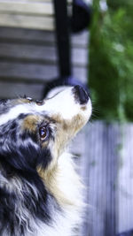 Close-up portrait of a dog