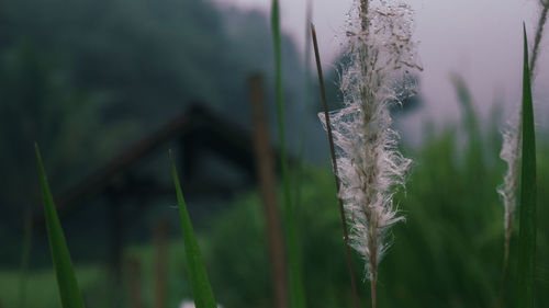 Close-up of frozen plant on land